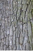 Tree Bark 0009